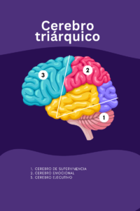 cerebro triarquico » Sistema Saberes | Plataforma Educativa para Colegios Cerebro supervivencia, cerebro emocional y cerebro ejecutivo.