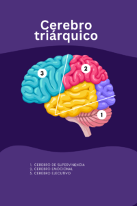 Cerebro supervivencia, cerebro emocional y cerebro ejecutivo.